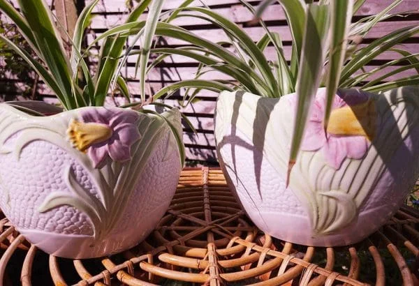 Pair of Martan Portugal Scalloped Plant Pots with Majolica Pink Daffodils - Image 4