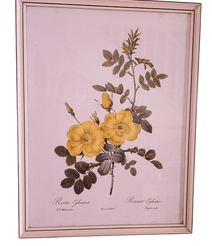 1950s Framed Print by Belgian Botanical Artist Pierre Joseph Redouté