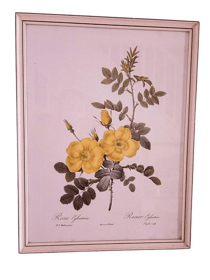 1950s Framed Print by Belgian Botanical Artist Pierre Joseph Redouté