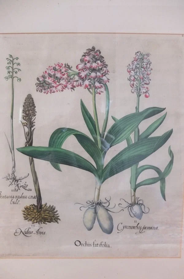 Wall Art Botanical Basil Besler Original Engraving Of Orchids From Hortus Eystettensis, 1630 - Image 3