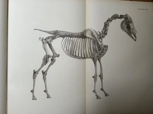 George Stubbs - Anatomy of the Horse 1938 Hardback Book - Image 5