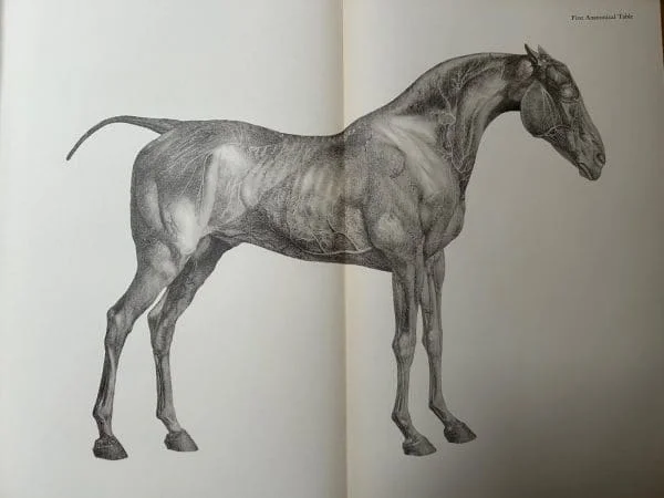 George Stubbs - Anatomy of the Horse 1938 Hardback Book - Image 6