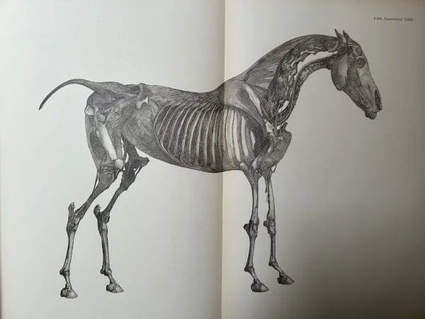 George Stubbs - Anatomy of the Horse 1938 Hardback Book - Image 7