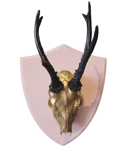 Antique Taxidermy Head Wall Mounted Deer Skull Antler Horns Stag Head Animal Art
