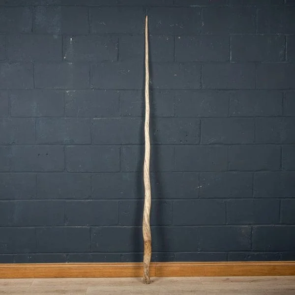 Late 19th Century Narwhal Tusk - Image 3