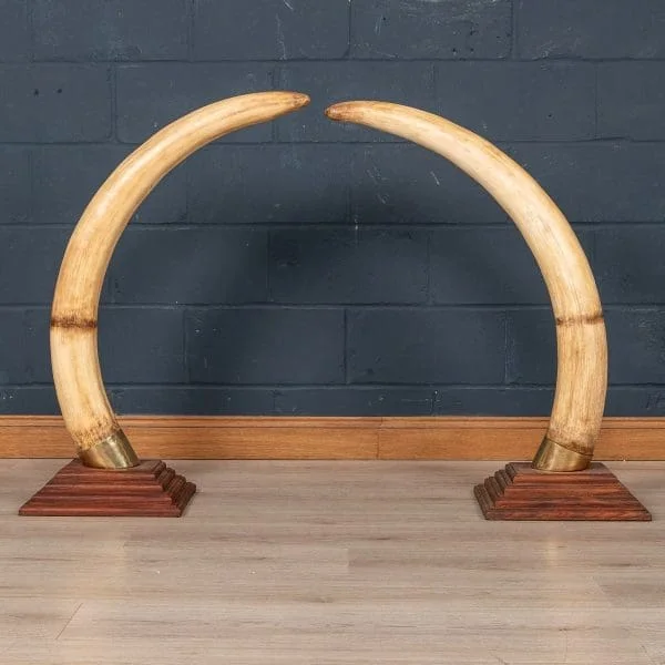 Large Pair of Modern Elephant Tusks - Image 2