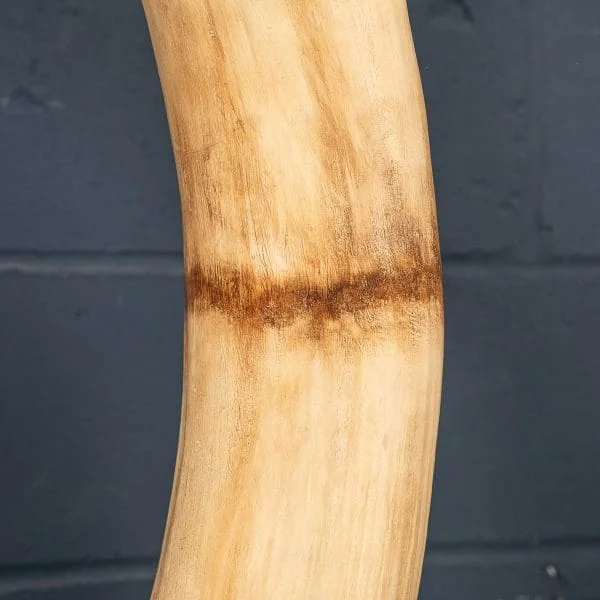 Large Pair of Modern Elephant Tusks - Image 25