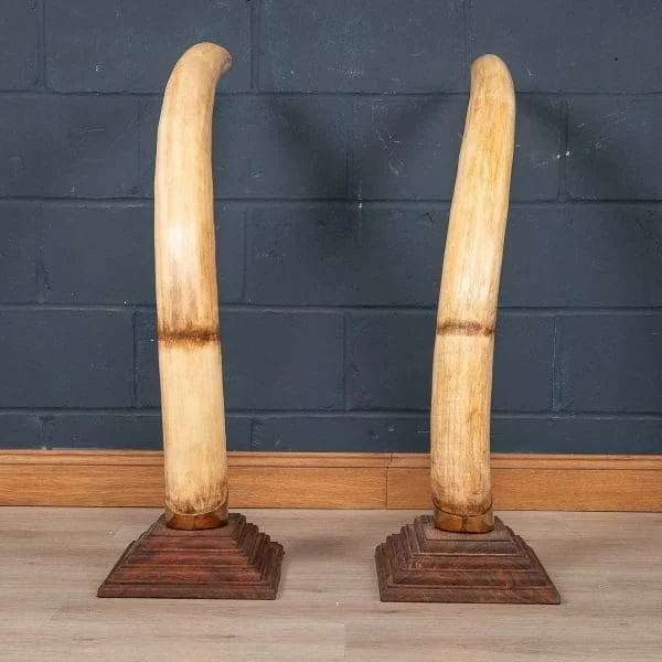 Large Pair of Modern Elephant Tusks - Image 7