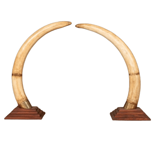 Large Pair of Modern Elephant Tusks