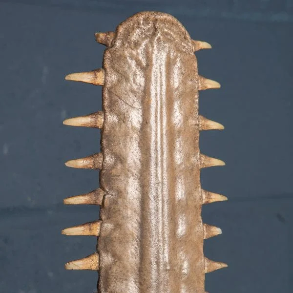 Antique Sawfish Rostrum Circa 1900 - Image 10