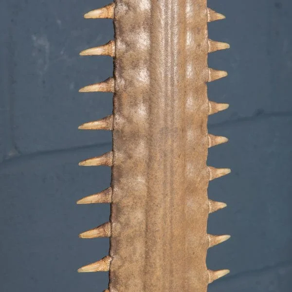 Antique Sawfish Rostrum Circa 1900 - Image 11