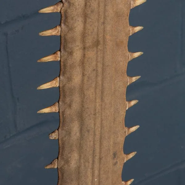 Antique Sawfish Rostrum Circa 1900 - Image 12