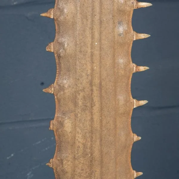 Antique Sawfish Rostrum Circa 1900 - Image 15