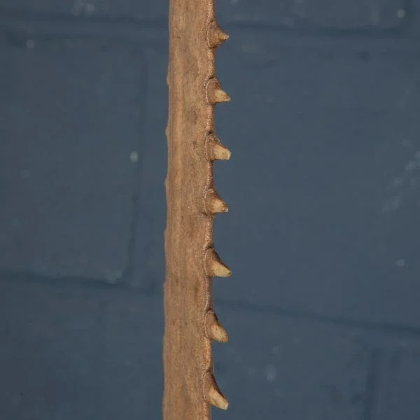 Antique Sawfish Rostrum Circa 1900 - Image 16