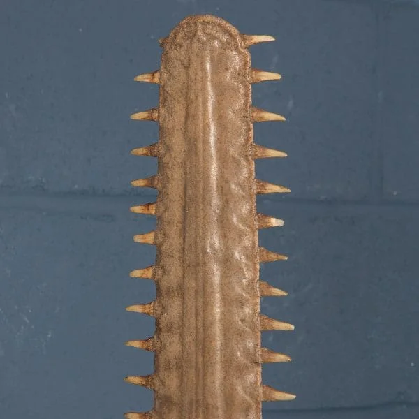 Antique Sawfish Rostrum Circa 1900 - Image 17