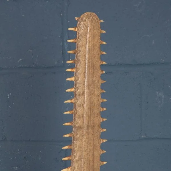 Antique Sawfish Rostrum Circa 1900 - Image 18