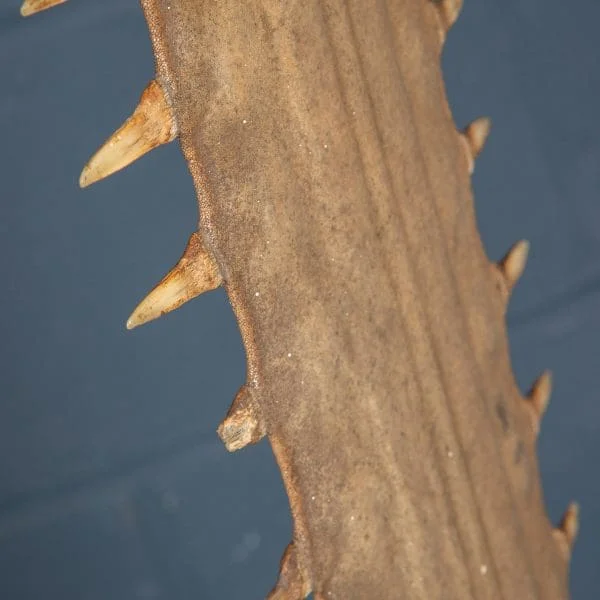 Antique Sawfish Rostrum Circa 1900 - Image 19