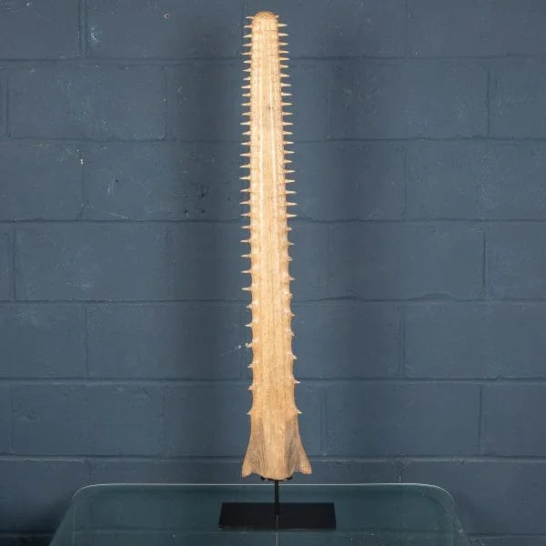 Antique Sawfish Rostrum Circa 1900 - Image 4