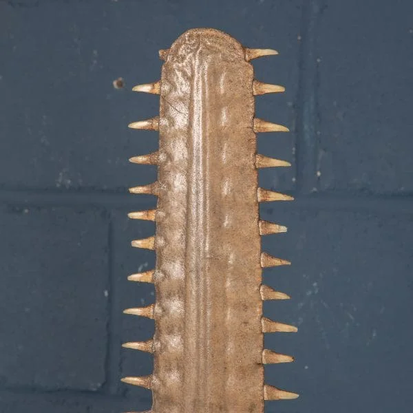 Antique Sawfish Rostrum Circa 1900 - Image 6