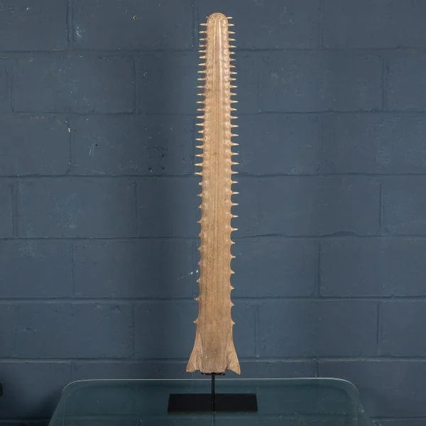 Antique Sawfish Rostrum Circa 1900 - Image 20