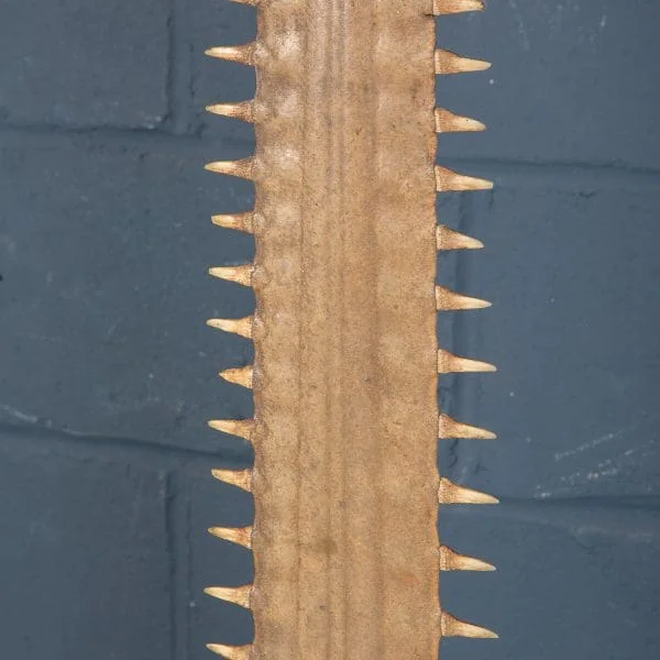 Antique Sawfish Rostrum Circa 1900 - Image 7