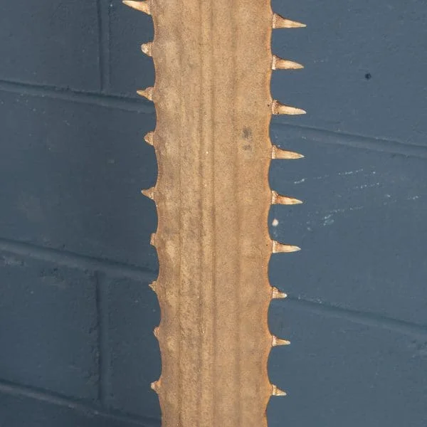 Antique Sawfish Rostrum Circa 1900 - Image 8