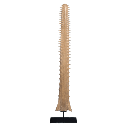 Antique Sawfish Rostrum Circa 1900